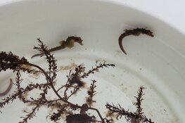 Zeepaardjes uit opvang Ecomare terug naar zee