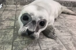 Pasgeboren zeehond in opvang Ecomare