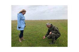 Bloemenzee van zeldzame orchideeën in Waalenburg op Texel