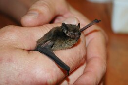 Lezing rabiës bij vleermuizen