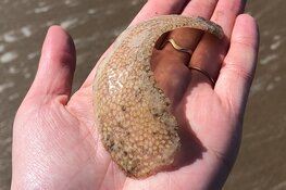 Meer vragen aan Ecomare door corona