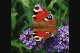 Meer dan 100.000 vlinders gezien tijdens Nationale Tuinvlindertelling