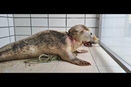 Zwaargewond nettenslachtoffer opgevangen bij Ecomare