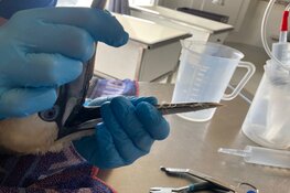 Twee jan-van-genten, samen verstrikt