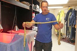 Twee jan-van-genten, samen verstrikt