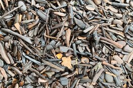 Barnsteen op het Texelse strand