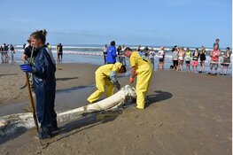 Texelfonds sponsort kaken vinvis Ecomare