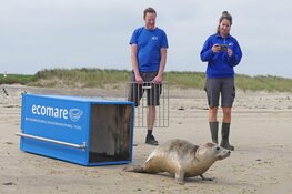 Nettenslachtoffer Nylon terug naar zee