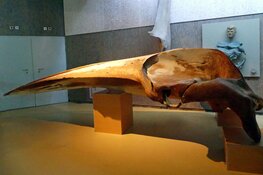 De Krim sponsort schedel vinvis Ecomare