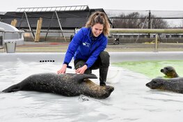 Zeehondenfeestje op Dierendag bij Ecomare