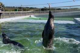 Zeehondenfeestje op Dierendag bij Ecomare