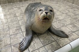 Hond valt zeehond aan