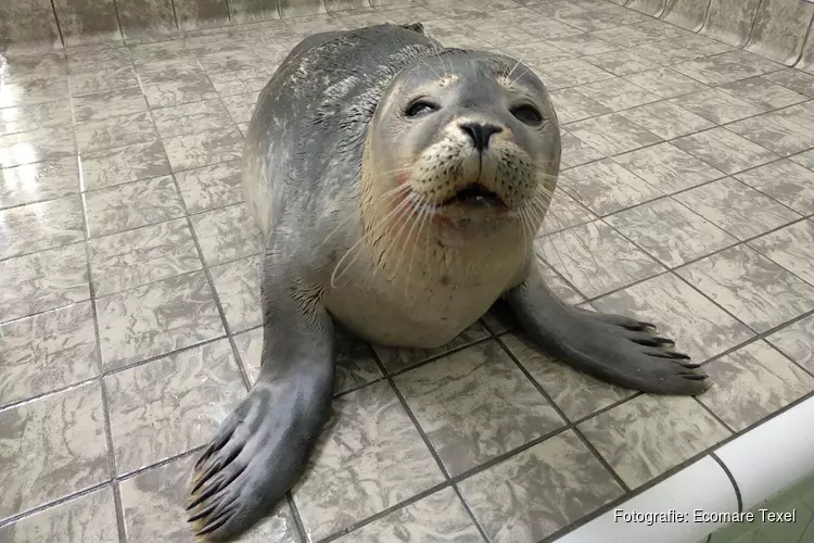 Hond valt zeehond aan