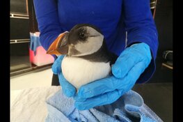 Verwaaide papegaaiduiker in opvang Ecomare