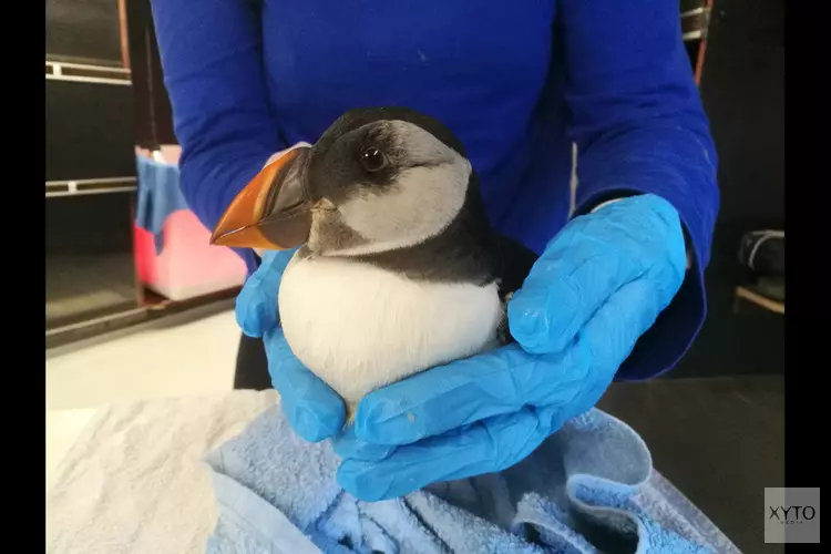 Verwaaide papegaaiduiker in opvang Ecomare