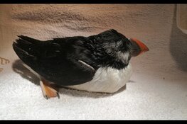 Verwaaide papegaaiduiker in opvang Ecomare