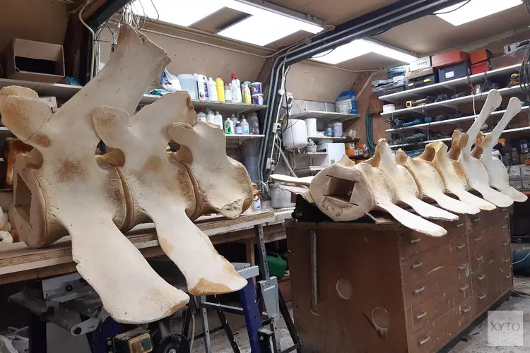 Bijdrage STIFTexel voor vinvisskelet Ecomare