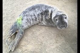 Eerste jonge grijze zeehond opgevangen bij Ecomare