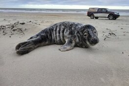 Houd afstand van jonge zeehonden op het strand