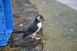 Papegaaiduiker vrijgelaten