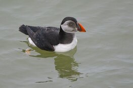 Papegaaiduiker vrijgelaten