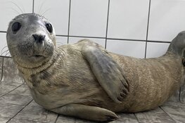 Adopteer opvangzeehond Jip!