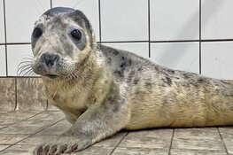Adopteer opvangzeehond Jip!