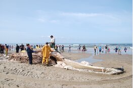 Texelse vinvis blijkt recordhouder