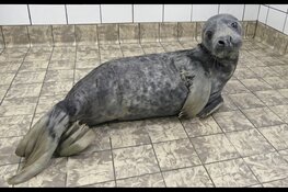 Zeehond gebeten door hond