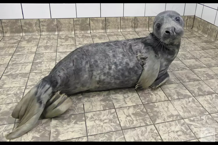 Zeehond gebeten door hond