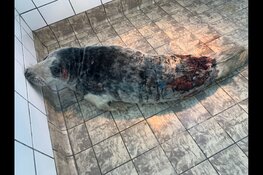 Zeehond gebeten door hond