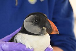 Opnieuw papegaaiduiker bij Ecomare